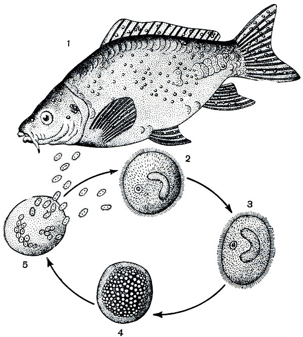 Организм карпа. Ихтиофтириоз жизненный цикл. Ichthyophthirius multifiliis жизненный цикл. Ихтиофтириоз цикл размножения. Ихтиофтириоз у Карпов.