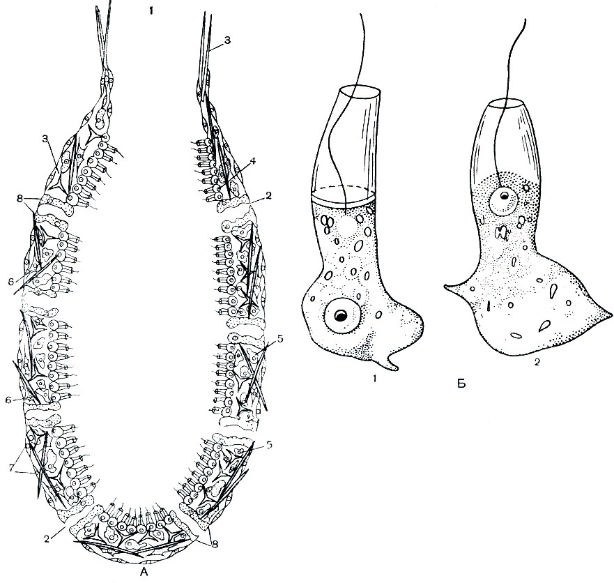 Рис. 120. Строение губок: А - устройство простейшей губки (по Бриену): 1 - устье; 2 - поры; 3 - иглы; 4 - хоаноциты; 5 - амебоциты; 6 - колленциты; 7 - пинакоциты; 8 - породить. Б - хоаноциты: 1 - Halichondria; 2 - Spon-gilla (по Минчину)
