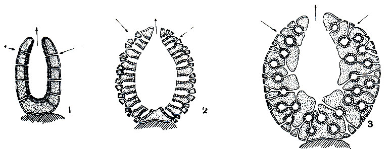 Рис. 121. Различные типы строения губок и их канальной системы (по Гессе): 1 - аскон; 2 - сикон; 3 - лейкон. Стрелки показывают направление тока воды в теле губок