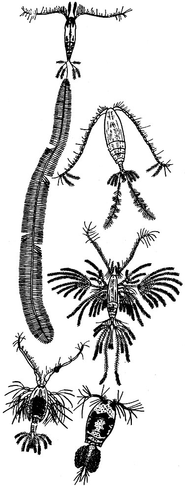 Рис. 11. Планктонные веслоногие ракообразные