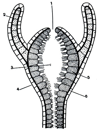 Рис. 140. Схема продольного разреза гидроидного полипа: 1 - ротовое отверстие; 2 - щупальце; 3 - гастральная полость; 4 - эктодерма; 5 - энтодерма; 6 - мезоглея