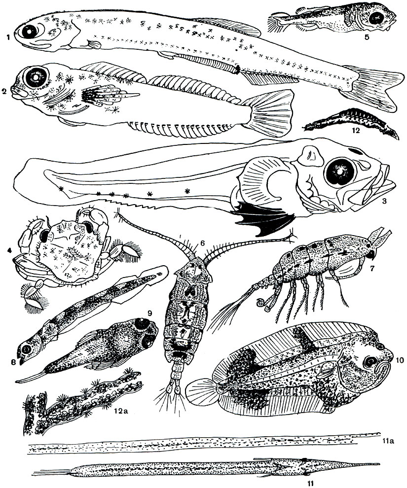 Рис. 12. Организмы гипонейстона: 1 - личинка хамсы; 2 - личинка Blennius; 3 - личинка Trachinus; 4 - молодой крабик Portunus; 5 -личинка кефали (остроноса); 6 - Pontella mediterranea; 7 - Anomalocera patersoni; 8 - личинка саргана; 9 - малек Gallionymus; 10 - малек Solea; 11- малек саргана; 11 а-обрывок Zostera marina; 12 - равноногий рачок Idothea stephenseni на кусочке плавника; 12 а - обрывок бурной водоросли Gystoseira barbata