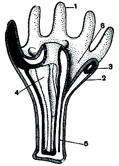 Рис. 144. Схема строения сцифистомы: 1 - щупальце; 2 - чашечка; 3 - отверстие в септе; 4 - септа; 5 - мускульный тяж; 6- воронка. Эктодерма на рисунке заштрихована, энтодерма зачернена