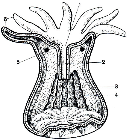Рис. 147. Схема строения кораллового полипа: 1 - ротовое отверстие; 2 - глотка; 3 - септа; 4 - мезентериальная нить; 5 - отверстие в септе; 6 - щупальце. Эктодерма заштрихована, энтодерма отмечена пунктиром