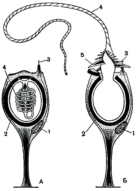 Рис. 148. Стрекательные клетки: А - в покоящемся состоянии; Б - с выстреленной стрекательной нитью. 1 - ядро; 2 - капсула; 3 - чувствительный волосок; 4 - стрекательная нить; 5 - шипы