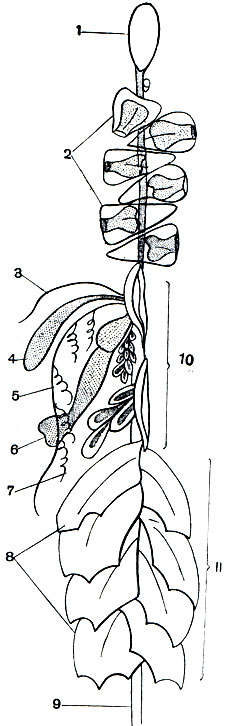 Рис. 153. Строение верхней части колонии сифонофоры (схематизиро-ванно): 1 - пневматофор; 2 - не-ктофоры; 3 - пальпаку-ла; 4 - палыюн; 5 - арканчик; 6 - гастрозоид; 7 - ветвь арканчика со стрекательной батареей; 8 - кроющие пластинки; 9 - ствол колонии; 10 - места прикрепления кроющих пластинок; 11 - гонофоры