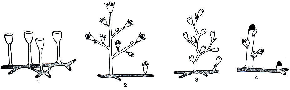 Рис. 152. Схема роста и почкования колоний кишечнополостных (на примере гидроидных полипов): 1 - стелющаяся колония; 2 - моноподиальная колония с полипоидными зонами роста; 3 - симподиальная колония; 4 - моноподиальная колония с ценосаркальными зонами роста и почкования. Черным обозначены зоны роста, пунктиром - места почкования