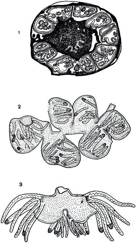 Рис. 156. Паразит икры осетровых рыб полиподиум (Poly podium): 1 - паразит в икринке; 2 - столон; 3 - полип из реки (по Райковой)