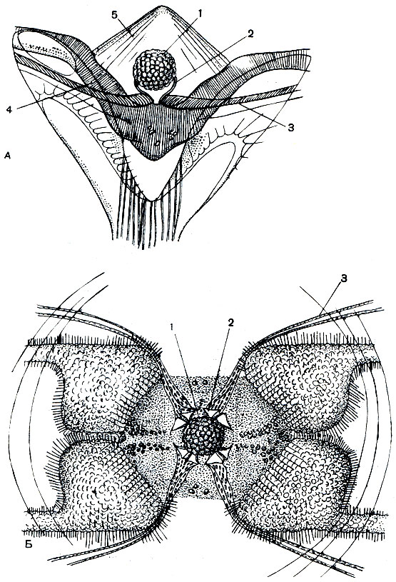 Рис. 189. Строение аборального органа гребневика (но Хуну): А - в профиль; Б - сверху. 1 - статолит; 2 - пружинящие душки; 3 - мерцательные бороздки; 4 - эктодермальная подушечка; 5 - шатер из ресничек