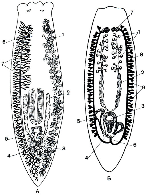 Рис. 192. Половая система планарий: А - половая система молочной планарии: 1 - семенные пузырьки; 2 - семяпровод; 3 - совокупительный орган; 4 - железистый орган; 5 - совокупительная бурса; 6 - яичник; 7 - желточники. Б - схема лиловой системы планарии: 1 - семенники; 2 - семяпровод; 3 - семенной пузырь; 4 - совокупительный орган; 5 - совокупительная сумка; 6 - непарный проток; 7 - яичники; 8 - яйцеводы; 9 - желточники