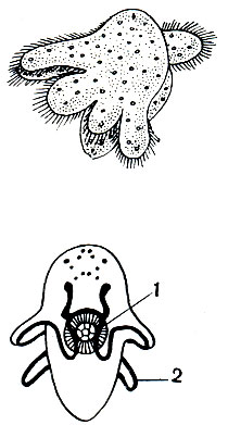Рис. 196. Мюллеровская личинка: 1 - глотка; 2 - лопасти