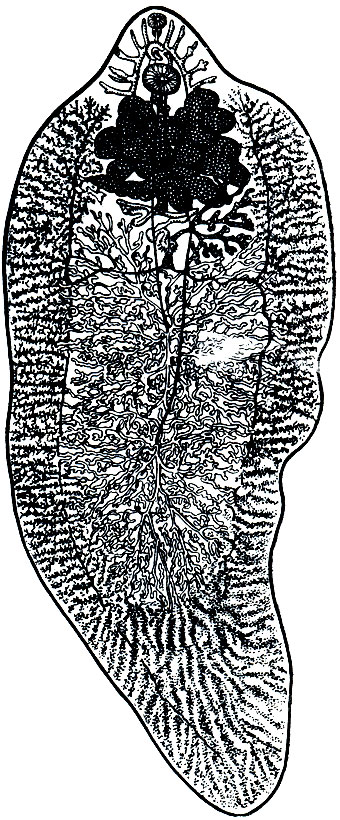 Рис. 200. Фасциола печеночная (Fasciola hepatica)