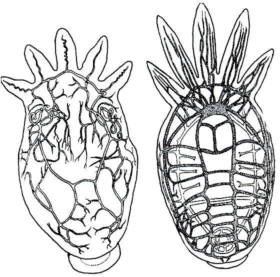 Рис. 207. Представители класса темноцефалов (Temnocephala)