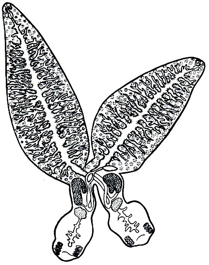 Рис. 212. Спайки (Diplozoon paradoxum)