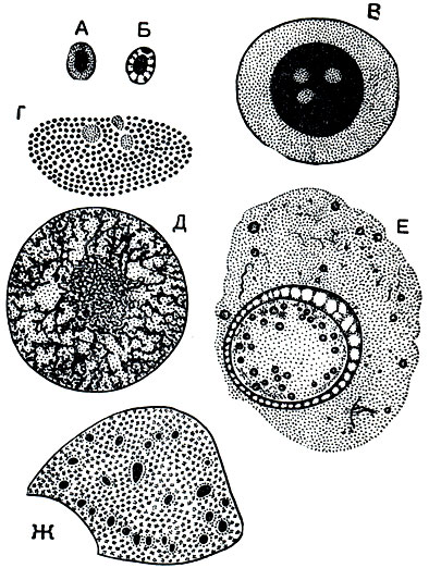 Рис. 22. Ядра различных простейших: А - микронуклеус инфузории Paramecium aurelia; Б - жгутиконосец Trypanosoma brucei; В - амеба Amoeba sphaeronuclei; Г - панцирный жгутиконосец Ceratium fuscus; Д - радиолярия Aulacantha scolymantha; E - макрогамета кокцидии Aggregata eberthi; Ж - макронуклеус инфузории Epidinium ecaudatum