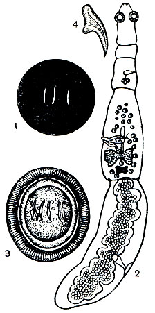 Рис. 218. Эхинококк (Echinococcus granulosus): 1 - паразиты в натуральную величину; 2 - взрослый пкразит; 3 - яйцо; 4 - крючок хоботка