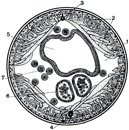 Рис. 220. Поперечный разрез через тело аскариды: 1 - полость тела; 2 - кожно-мускульный мешок; 3,4 - спинной и брюшной нервный ствол; 5 - кишечник; 6 - матка; 7 - яичники