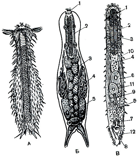 Рис. 221. Организация гастротрих. А - пресноводная гастротриха Chaetonotus maximus; Б - анатомия пресноводной гастротрихи: 1 - ротовое отверстие; 2 - пищевод; 3 - средняя кишка; 4 - протонефридии; 5 - яйцо. В - морская гастротриха Macrodasys buddenbrocki: 1 - обонятельные ямки; 2 - пищевод; 3 - пищеводные поры; 4 - средняя кишка; 5 - яичник; 6 - яйца; 7 - семе приемник; 8 - анальное отверстие; 9 - мужской совокупительный орган; 10 - семенник; 11 - семяпровод; 12 - присасывательные ножки