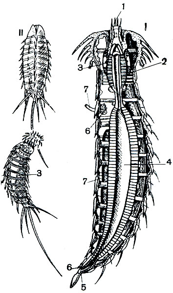 Рис. 254. Киноринхи. I - внутреннее строение: 1 - ротовое отверстие; 2 - глотка; 3 - нервное кольцо; 4 - кишечник; 5 - анальное отверстие; в - половое отверстие; 7 - половая железа. II - Semno-dera armigera с втянутым (вверху) и расправленным (внизу) передним концом