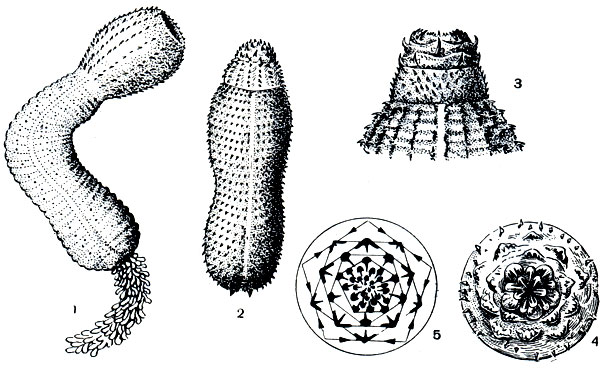 Рис. 257. Приапулидовые черви: 1 - приапулюс (Priapulus); 2 - галикрйптус (Halicryptus); 3 - передний конец галикриптуса (вид сбоку); 4 - то же, вид сверху; 5 - схема расположения крючьев на переднем конце галикриптуса