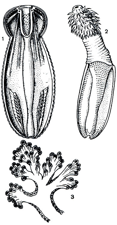 Рис. 258. Галикриптус: 1 - в передней части тела вскрытого галикриптуса видны глотка и четыре ретрактора, в задней части тела - мочеполовые органы; 2 - личинка галикриптуса; 3 - пучок протонефридиальных мерцательных клеток на мочеполовых органах