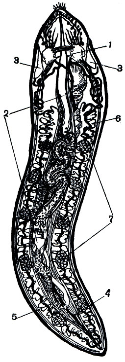 Рис. 260. Организация немертины: 1 - надглоточная и подглоточная нервные комиссуры; 2 - хобот; 3 - церебральные органы; 4 - спинной кровеносный сосуд; 5 - боковой кровеносный сосуд; 6 - карманы кишечника; 7 - яичники
