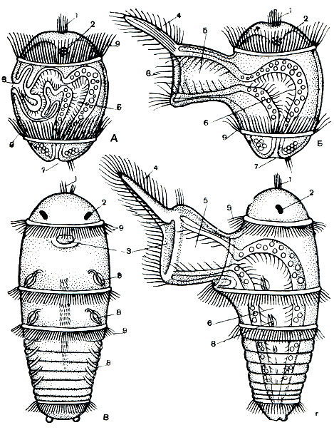 Рис. 263. Личинки протодрилуса: А - трохофора, втянувшая ловчий аппарат; Б - трохофора с вытянутым аппаратом для отлавливания добычи; В - метатрохофора с брюшной стороны; Г - она же слева с вытянутым ловчим аппаратом: 1 - теменной хохолок; 2 - глаз; 3 - рот; 4 - верхняя губа; 5 - хобот; 6 - кишечник; 7 - анальное отверстие; 8 - органы выделения; 9 - ресничные кольца