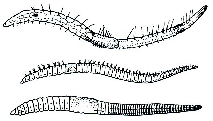 Рис. 271. Различные олигохеты