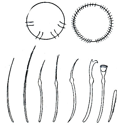 Рис. 272. Расположение и типы щетинок