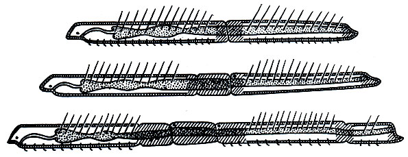 Рис. 279. Бесполое размножение (паратомия) у Nais