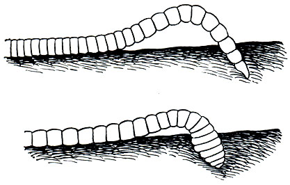 Рис. 286. Зарывающийся в землю дождевой червь