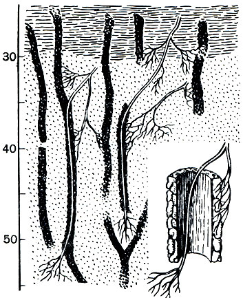 Рис. 289. Корни деревьев, растущие по ходам дождевых червей