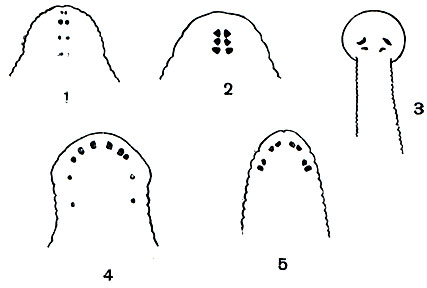 Рис. 290. Глаза пиявок: 1 - птичьей; 2 - улитковой; 3 - рыбьей; 4 - челюстной; 5 - глоточной