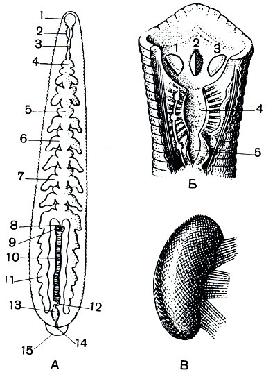 Рис. 291. Медицинская пиявка (Hirudo medicinalis). А - схема пищеварительного аппарата: 1 - передняя присоска; 2 - глотка; 3 - пищевод; 4-7 - разные части желудка; 8 - переход желудка в кишку; 9 - железистые придатки кишки; 10 - кишка; 11 - задний отросток желудка; 12 - начало задней кишки; 13 - задняя кишка; 14 - анальное отверстие; 15 - задняя присоска. Б - передняя часть пищеварительного канала: 1, 2, 3 - челюсти; 4 - глотка; 5 - пищевод. В - отдельная челюсть (сильно увеличена)