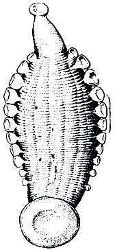 Рис. 297. Трахелобделла китайская (Trachelobdella sinensis)