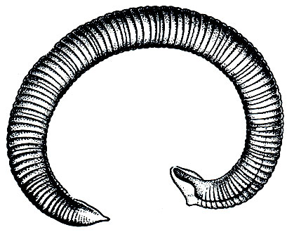 Рис. 303. Археобделла каспийская (Archaeobdella esmonti)