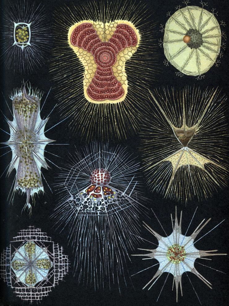 Таблица 2. Различные радиолярии, зарисованные с живых объектов с их естественной окраской: 1 - Acanthodesmia prismatium (отряд Nasselaria). Тонкие радиально расходящиеся псевдоподии и желтые сферические симбионты. Кремневый скелет в форме трех колец с короткими отростками; 2 - Euchitonia virchovi (отряд Spumellaria). Многочисленные тонкие псевдоподии, сетчатый трехлопастный кремневый скелет; цитоплазма окрашена в красный цвет благодаря пигменту; 3 - Auloceras arborescens (отряд Pheodaria). Коричневая центральная капсула, зеленый феодий; кремневый скелет в форме радиально ветвящихся на концах игл и поверхностно расположенных тонких иголочек (спикул); 4 - Diplocercus fuscus (отряд Acantharia). Нитевидные псевдоподии, скелет, состоящий из сернокислого стронция из радиальных неравномерно развитых игл; зеленые симбионты зоохлореллы; 5 - Arachnocorys circumtexta (отряд Nasselaria). Нитевидные псевдоподии, кремневый скелет в форме шлема с расходящимися иглами; красная центральная капсула, желтые симбионты; 6 - Tuscarilla nationalis (отряд Pheodaria). Нитевидные псевдоподии, кремневый скелет в форме конуса с отходящими от него иглами, две центральные капсулы, темно-зеленый феодий; 7 - Lithoptera miilleri (отряд Acantharia). Скелет из сернокислого стронция в форме радиальных неравномерно развитых игл с сетчатыми выростами на концах, центральная капсула крестообразной формы с зелеными симбионтами зоохлореллами; 8 -Acanthometra tetracopa (отряд Acantharia). Немногочисленные радиальные псевдоподии; скелет состоит из сернокислого стронция, слагается из 20 радиально расположенных одинаково развитых игл; цитоплазма прикрепляется к иглам при помощи сократимых волоконец (миофрисков). В центре ярко окрашенная центральная капсула с зернами пигмента и зоохлореллами