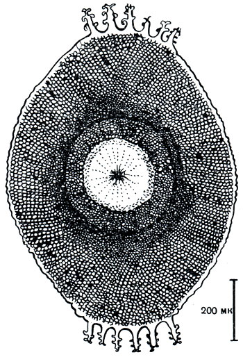 Рис. 312. Спинобласт Lophopodella carteri. На вершинах видны хитиновые выросты с крючочками (экземпляр из водоема авандельты Волги)