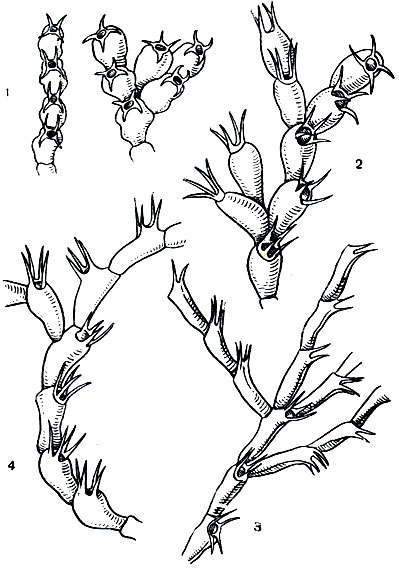 Рис. 315. Байкальская мшанка и ее экологическая изменчивость: 1 - прибрежная форма с плоскими ячейками, образующая тонкие корочки на прибрежных камнях, древесных обломках и других прибрежных предметах; 2 - форма, обитающая на подводной растительности, с яйцевидными ячейками, образующая довольно компактные колонии; 3 - форма, обитающая на подводной растительности, но глубже, чем предыдущая, и образующая ветвистые колонии с удлиненными ячейками; 4 - форма, обитающая на илистых грунтах, образующая тонкие нежные деревца в несколько сантиметров высотой и с удлиненными ячейками