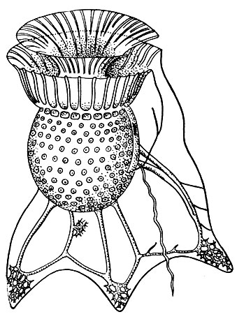 Рис. 51. Панцирный жгутиконосец Ornithocercus magnificus