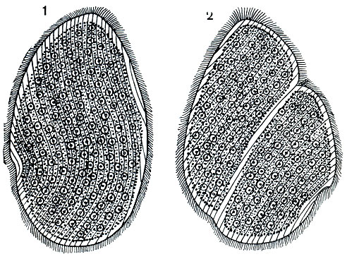 Рис. 63. Паразитический жгутиконосец из задней кишки лягушки Opalina ranarum. Видно большое количество жгутиков и ядер. 1 - неделящаяся особь; 2 - деление, борозда проходит косо по отношению к длинной оси простейшего