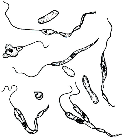 Рис. 66. Жгутиконосец Leptomonas davidi из млечного сока молочая