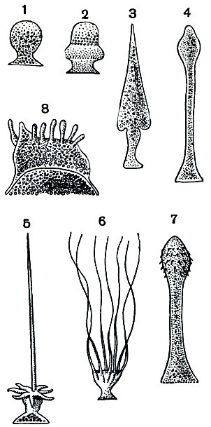 Рис. 68. Эпимериты различных видов грегарин: 1 - Gregarina longa; 2 - Sycia ini-pitata; 3 - Pileocephalus heeri; 4 - Stylocephalus longicollis; 5 - Beloides firnus; 6 - Cometoides crinitus; 7 - Geniorhynchus monnieri; 8 - Echinomera hispida