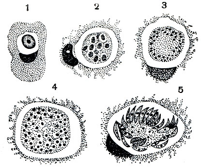 Рис. 71. Рост шизонта и шизогония кокцидий Eimeria magna: 1 - молодой шизонт, ядро еще не приступило к делению; 2-4 - увеличение числа ядер путем деления и рост шизонта; 5 - распад шизонта на мерозоиты