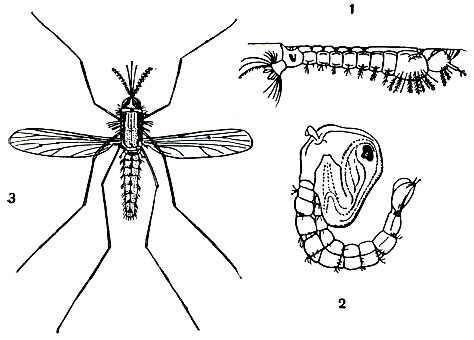 Рис. 76. Комар Anopheles maculipennis, переносчик возбудителя малярии: 1 - личинка в момент захвата атмосферного воздуха через дыхальца у поверхности воды; 2 - куколка; 3 - взрослая самка