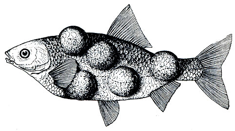 Рис. 79. Плотва с опухолями, образованными плазмодиями миксоспоридии