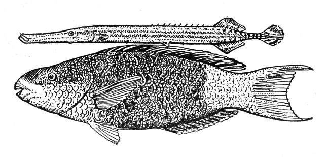 'Наездник и конь': рыба-флейта, устроившаяся на спине рыбы-попугая