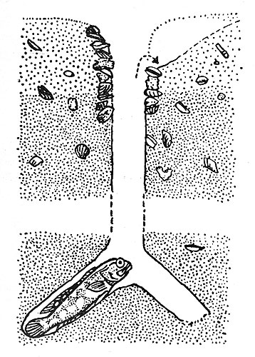 Рыба-большерот в своей норе. Стенки в верхней части норы укреплены ракушками, камнями и т. п.