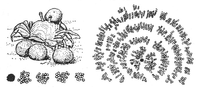 Краб Dotilla sulcata. Слева вверху: краб кормится. На лобной части головы образуется песчаный шарик. Три таких шарика уже отложены крабом. Внизу: в такие кучки краб собирает отложенные песчаные шарики в начале кормежки. Справа: кольцевые 'валы' с радиальной дорожкой