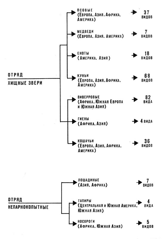 Отряд хищные звери. Отряд непарнокопытные